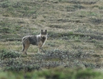Gray Wolf (canis lupus), Alaska