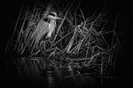 Grey Heron Ardea Cinerea -RLP_1306b