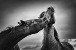 Into the world of Horses, Ireland.