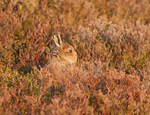 Mountain Hare Leveret - Lepus timidus