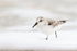 Sanderling wading in foam, Studland Bay, Dorset