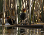 COOTS