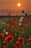 z1345 Poppies Chale