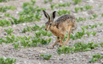 Hare in motion