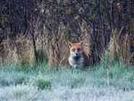 Red Fox