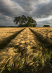 The barley run