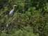 Great Blue Heron, Blue Cypress Lake, Florida