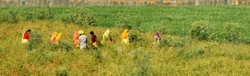 Chillie pickers, Chatra Sagar, Rajasthan