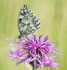 Marbled White on Knapweed