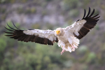 Egyptian Vulture portfolio