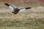 Upland Goose (female) on final approach, Carcass Island, Falklands