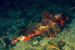 Chelidonichthys lastoviza