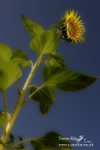 Nature-40
