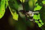 Tropical Gnatcatcher (female), Bosque del Cabo, Costa Rica