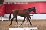 BPP_1804