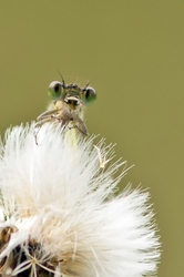 Female Azure Damselfly Head on!!