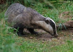 Badger