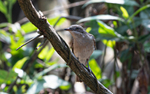 Large Woodshrike