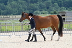 Bishops Court Farm - Dressage 30-05-25 portfolio