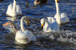 Whooper Swan portfolio
