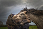 Into the world of Horses, Ireland.