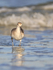 Front view of Willet, Fort De Soto Park, Florida