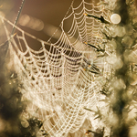 Morning Cobwebs
