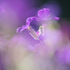 5th April Aubretia