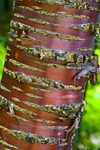 Tree - 4240