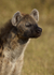 Spotted Hyena