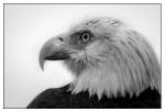 Birds - Monochrome - 10