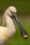 Spoonbill