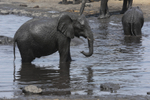 Elephant at the Mud Bath 2