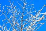 White Branches 2