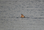 Otter
