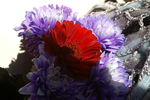 Flowers Set 06 - 15