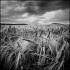 STORM OVER CROPS