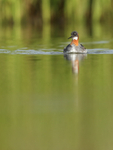 Red-necked Phalarope (female), Iceland