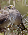 Wattled Starling portfolio