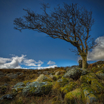 Lonesome Tree