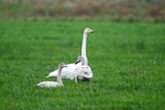 Whooper Swans