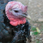 Gobbler2