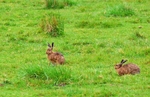 Brown Hares