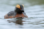 Slavonian Grebe, Lake Myvatn, Iceland