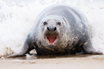 Bull Seal