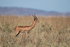 Gerenuk (m)