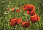 POPPY FIELD BAMBURGH NORTHUMBERLAND; PREVIEW NIGHT Sat 17th Oct - Fri 13th Nov 2015