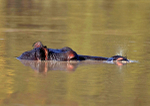 Hippopotamus