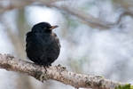 Blackbird