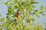 Savi's Warbler